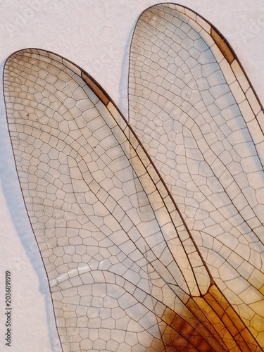 Background abstract - macro detail of dragonfly wings texture with intricate venation and amber tint on white background.