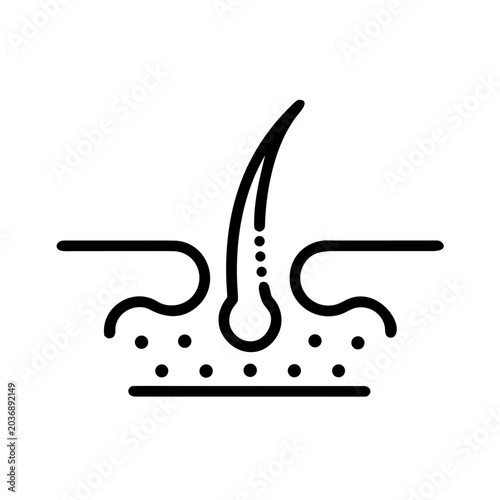 Fotografía Hair follicle anatomy diagram for hair loss treatment and healthcare