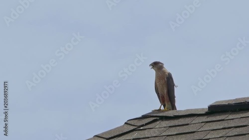 Coopers hawk perched atop roof. 