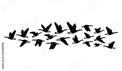 Slika na platnu Migrating Flying Goose Silhouette Vector Illustration with Black Wildlife Bird S