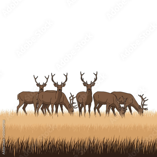 Vector illustration of a herd of male brown deer stags with large antlers grazing in a tall grass field against a white background. Five deer shown in various standing and feeding poses.