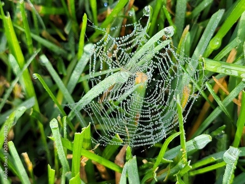 Cuadro en lienzo Spider web in dewy grass