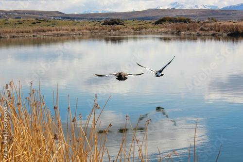 Obraz na plátně A couple of upland geese in Patagonia