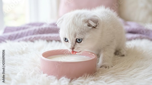 A white kitten licks milk from a pink bowl on a fluffy rug indoors.