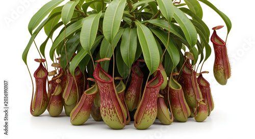 Realistic photo of pitcher plants with unique shapes, natural colors, green leaves, and exotic hanging pitchers.