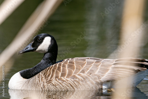 Tableau sur toile La Tuque, Quebec, 16 May 2026 : A Canada goose swims in water with reeds in the background