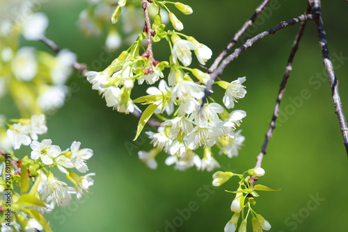 Delicate white cherry blossoms blooming softly in warm spring sunlight with natural green background