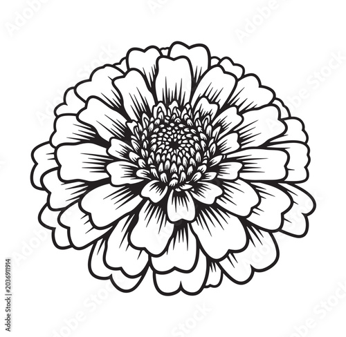 Detailed black and white outline drawing of a multi-petaled flower head bloom with decoration illustration isolated monochrome
