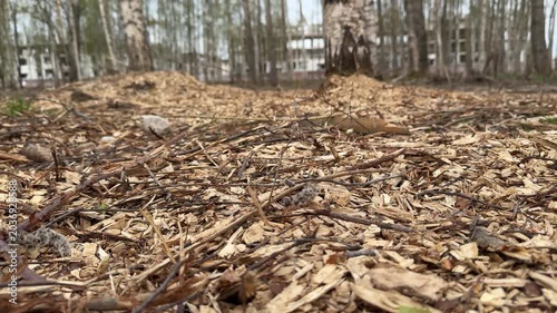 Birch grove mulch bed park spring, cinematic closeup of scattered bark chips and dried leaves with solitary birch branch