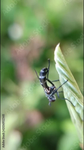 Cordyligaster septentrionalis (bristle fly) on a leaf with blurred background