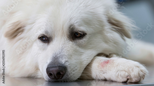 Sad White Dog Resting Head After Paw Medical Treatment In Clinic
