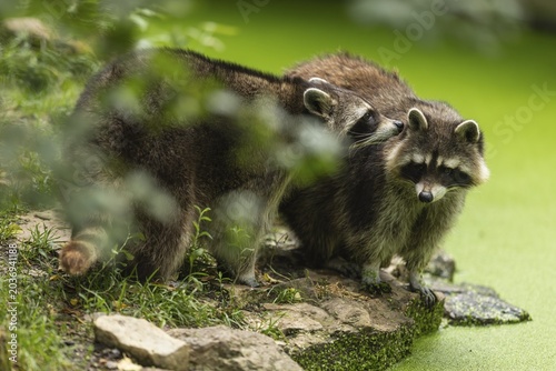 Two raccoon (Procyon lotor) foraging, Germany