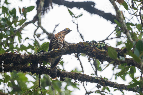 Quadro su tela Large Hawk-Cuckoo perched in its natural forest habitat, blending into the woodland environment with its barred plumage and hawk-like appearance