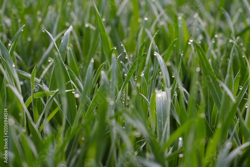 Close-up of Green Grass with Dew Drops