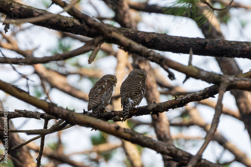 Asian Barred Owlet perched alertly in its natural forest habitat, showing its distinctive barred plumage and bright yellow eyes. A small diurnal owl captured in soft natural light among dense woodland