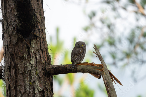 Photos Asian Barred Owlet perched alertly in its natural forest habitat, showing its distinctive barred plumage and bright yellow eyes