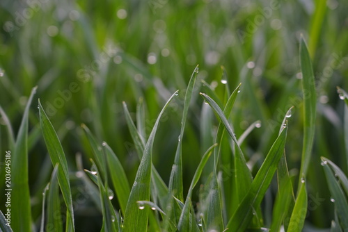 Close-up of Green Grass with Dew Drops