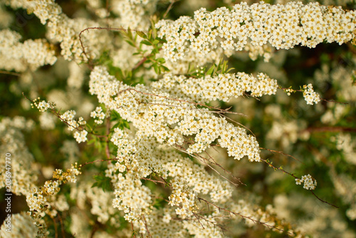Fotografía looking up at several thin, diagonal branches of a blooming spiraea bush