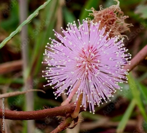 Pink Mimosa Pudica Flower in Bloom