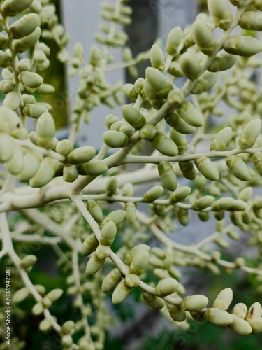 Closeup of green palm tree flower buds on a branch