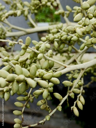 Closeup of green palm tree flower buds on a branch