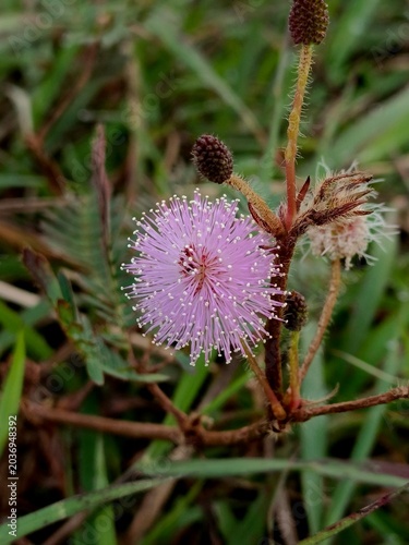 Pink Mimosa Pudica Flower in Bloom
