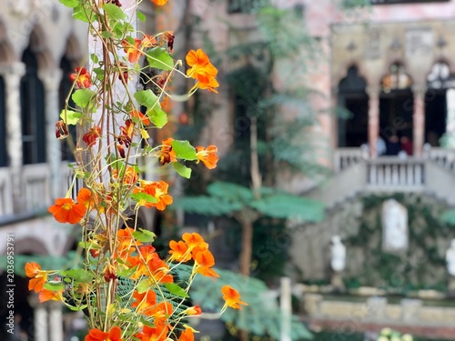 Schilderij op canvas Orange Nasturtium Climbing Vine with Gardner Museum Venetian Courtyard in Boston