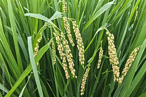 rice trees with thick fruit