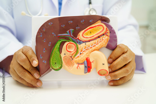 Photos Liver with gallbladder, pancreas spleen and duodenum, Asian doctor holding human anatomy model for study diagnosis and treatment in hospital