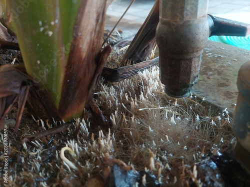 Quadro em tela Plant roots growing under leaking water tap faucet close up view