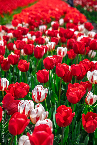 Vibrant red and white tulips fill a broad field in the Netherlands, a classic spring scene where endless rows of blooms draw visitors to admire the colorful patterns and fresh.