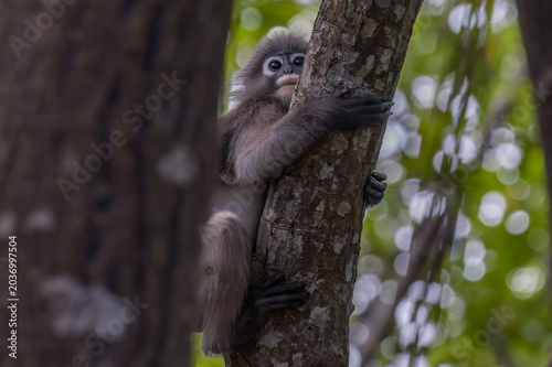 Photography Dusky leaf monkey (Trachypithecus obscurus), clinging to a mangrove tree