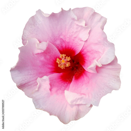 Hibiscus flower isolated on white background