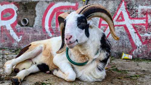 Foto a male goat with large horns, white fur with black markings is lying quietly loo