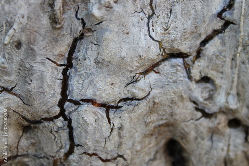 bark of a tree