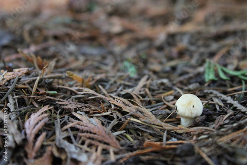 mushrooms in the forest