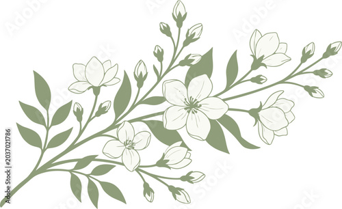 Delicate flowering branch with jasmine-like blossoms and leaves an elegant minimalist line art illustration perfect for wedding invitations or natural product branding