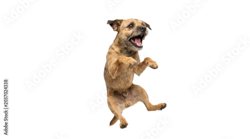 Border Terrier dog jumping in the air on a transparent background PNG image