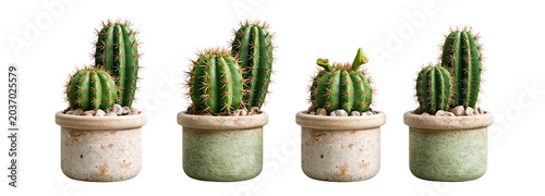 Cactus plant collection on transparent background studio display nature photography