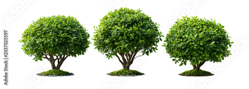 Lush green trees in nature transparent background vibrant plant life