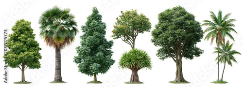 Diverse tree species collection nature transparent background isolated view