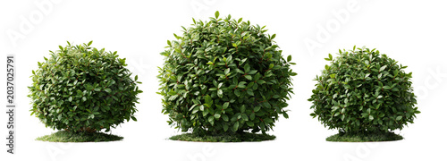 Lush green bushes on transparent background nature scene studio viewpoint