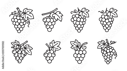 Detailed hand drawn grape bunches line art illustrations with isolated illustration monochrome collection botanical agriculture minimalist viticulture refreshing vitamins