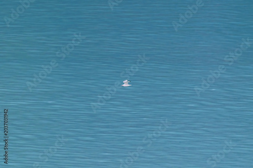 Photos Black Legged Kittiwake Gull Flying near Grand Pacific Glacier in Glacier Bay National Park, Alaska