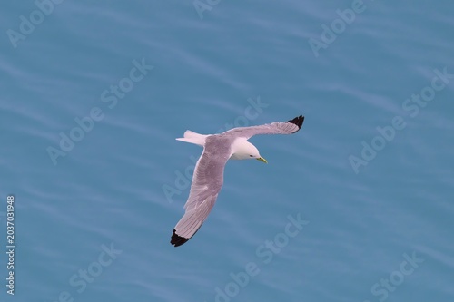 Foto Northern Fulmar off North Coast British Columbia, Alaska.