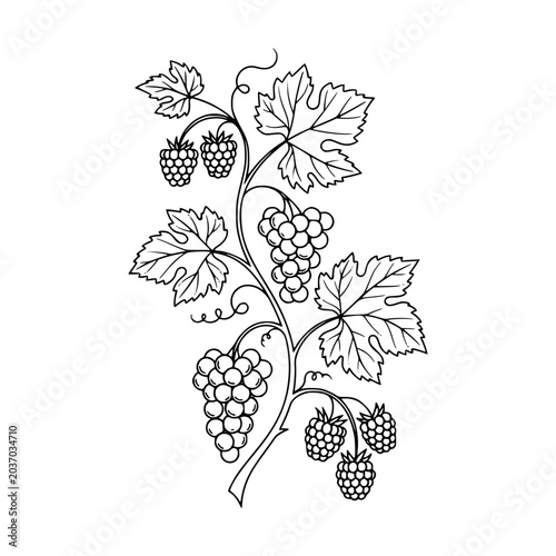 Hand drawn vine with bunches of grapes and berries botanical line art illustration