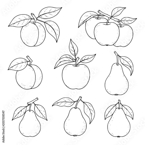 Set of Hand Drawn Fruit Vector Illustrations Apple Pear and Plum