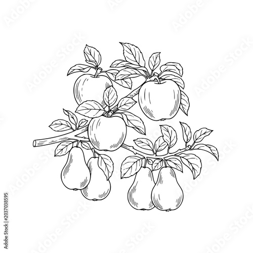 Vintage botanical sketch of fruit tree branch with apples and pears