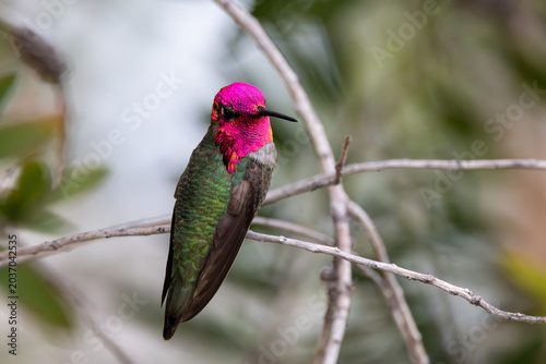 Foto Male Anna’s Hummingbird Perched On Branch With Bright Pink Gorget
