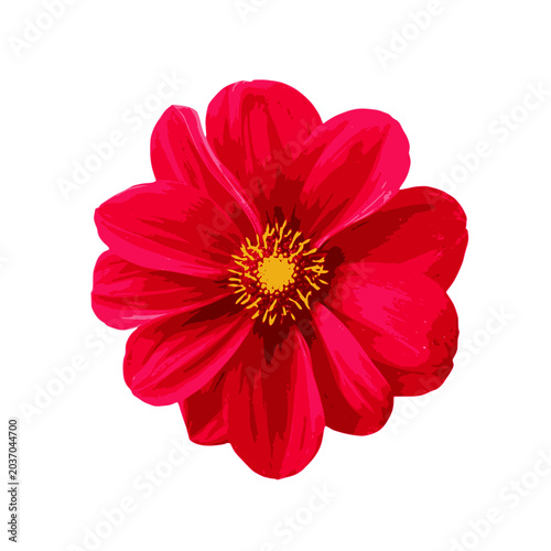 Foto Red dahlia flower head isolated on white background with botanical, isolated